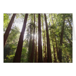 Tot Redwoods in de Ochtend