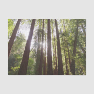Tot Redwoods in de Ochtend Tissuepapier