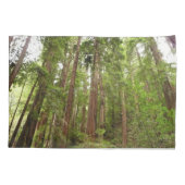 Tot Redwoods in Muir Bossen National Monument Kussensloop (Achterkant)