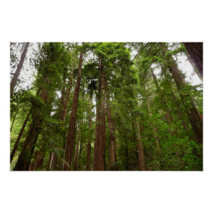 Tot Redwoods in Muir Bossen National Monument Perfect Poster