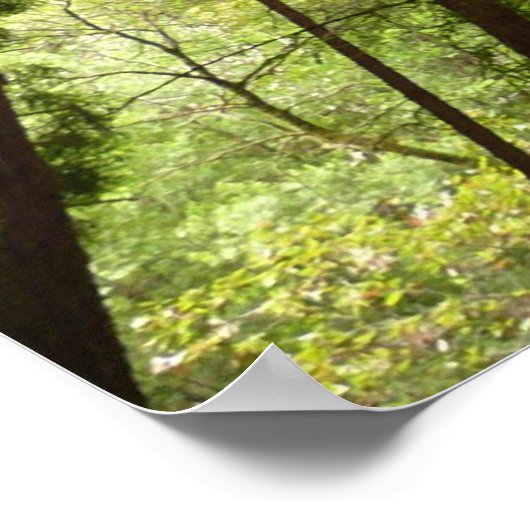 Tot Redwoods in Muir Bossen National Monument Poster (Hoek)