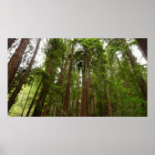 Tot Redwoods in Muir Bossen National Monument Poster (Voorkant)