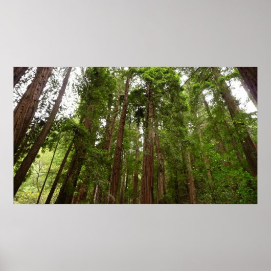 Tot Redwoods in Muir Bossen National Monument Poster (Voorkant)