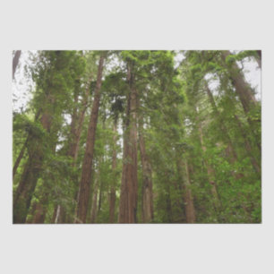 Tot Redwoods in Muir Bossen National Monument Tissuepapier