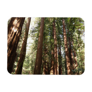 Tot Reuzenbomen II in Muir Woods National Monument Magneet
