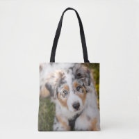 Animaux de bébés cutest | Australian Shepherd Pupp