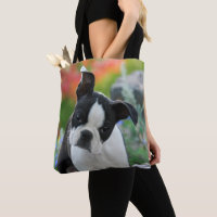 Boston Terrier Chien mignon Portrait de chiot - Sh