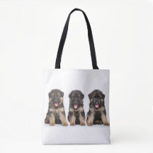 Chiots Berger Allemand