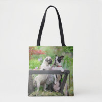 Deux chiens par chiot carlin et Boston Terrier dan