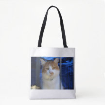 joli chat