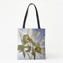 Jonquilles qui fleurissent avec un ciel bleu print