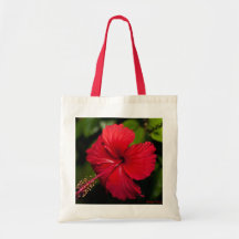 Ketmie rouge lumineuse