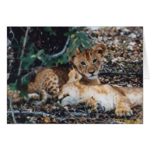 Toto Simbas (lions de bébé)