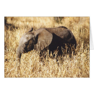 Toto Tembo (Baby olifant)