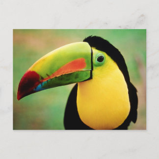 Toucan Bird Wild Natuur Colorful Photography Briefkaart