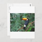Toucan Briefkaart (Voorkant / Achterkant)