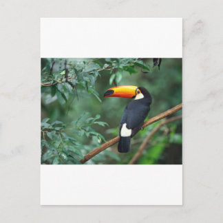 Toucan Briefkaart