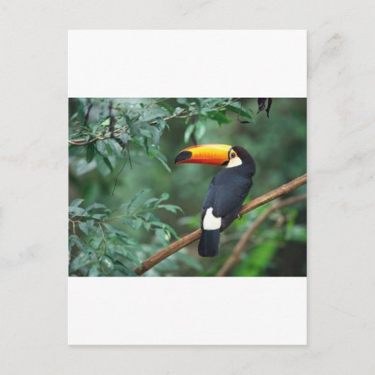 Toucan Briefkaart (Voorkant)
