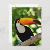 Toucan Briefkaart (Voorkant / Achterkant)