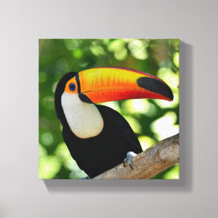 Toucan Canvas Afdruk