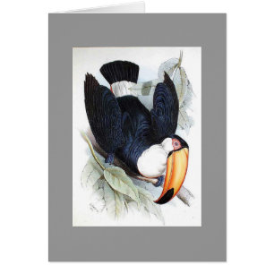 Toucan de Gould - de Toco