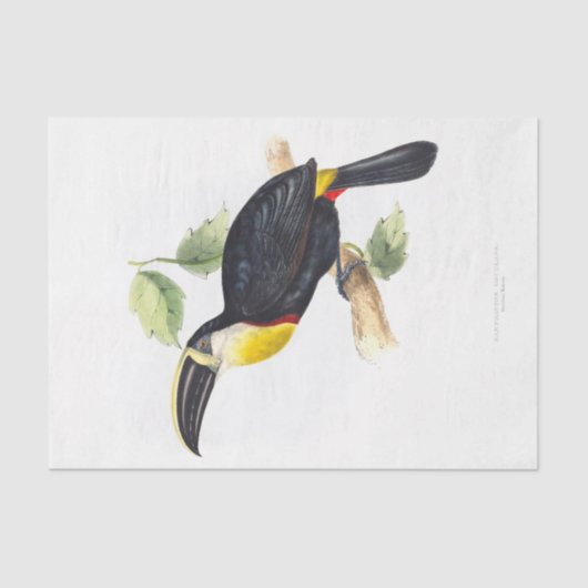 Toucan Decoupage Tissuepapier (Voorkant)