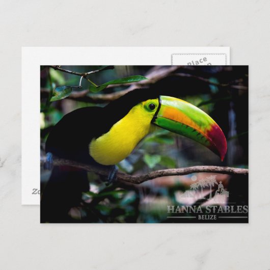 Toucan in Belize Briefkaart (Voorkant / Achterkant)