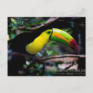 Toucan in Belize Briefkaart