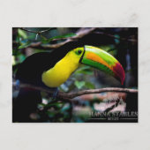 Toucan in Belize Briefkaart (Voorkant)