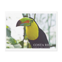 Toucan in Costa Rica souvenir briefkaart