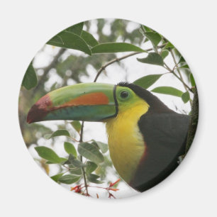 Toucan in het Oerwoud Magneet