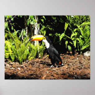 Toucan in Spanje Poster