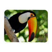 Toucan Magneet (Horizontaal)