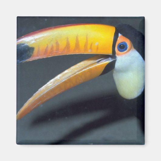 Toucan Magneet (Voorkant)