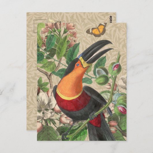 Toucan Oerwoud Tropical Bird Mooi Antiek Briefkaart (Voorkant / Achterkant)