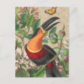 Toucan Oerwoud Tropical Bird Mooi Antiek Briefkaart (Voorkant)