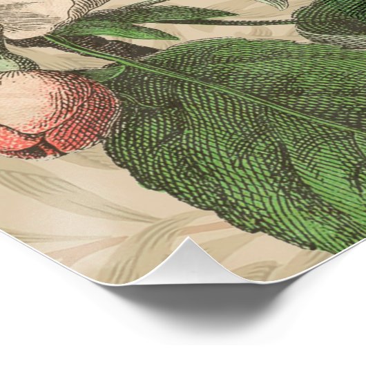 Toucan Oerwoud Tropical Bird Mooi Antiek Perfect Poster (Hoek)