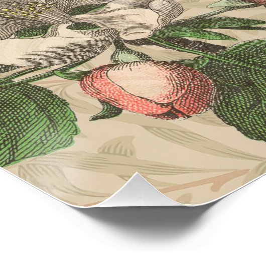 Toucan Oerwoud Tropical Bird Mooi Antiek Perfect Poster (Hoek)