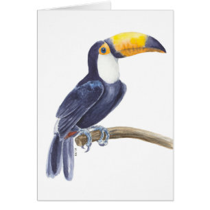 Toucan, oiseau tropical