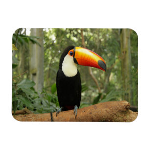 Toucan op boomtak magneet