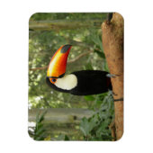 Toucan op boomtak magneet (Verticaal)