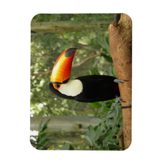 Toucan op boomtak magneet (Verticaal)
