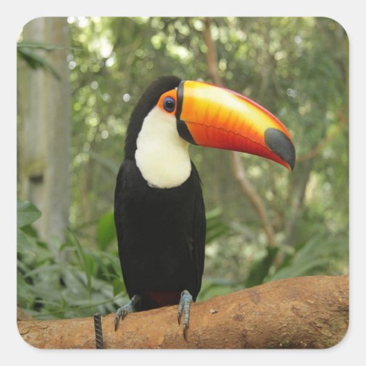 Toucan op boomtak vierkante sticker (Voorkant)