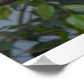 Toucan Photo Poster (Hoek)