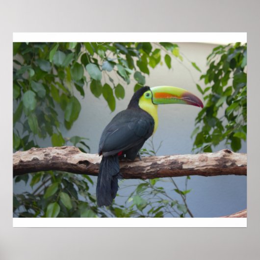 Toucan Photo Poster (Voorkant)