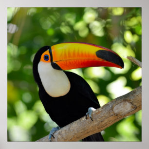 Toucan Poster