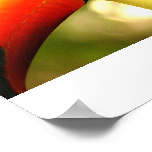 toucan poster (Hoek)