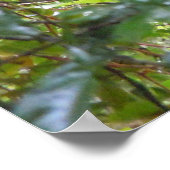 Toucan Poster (Hoek)