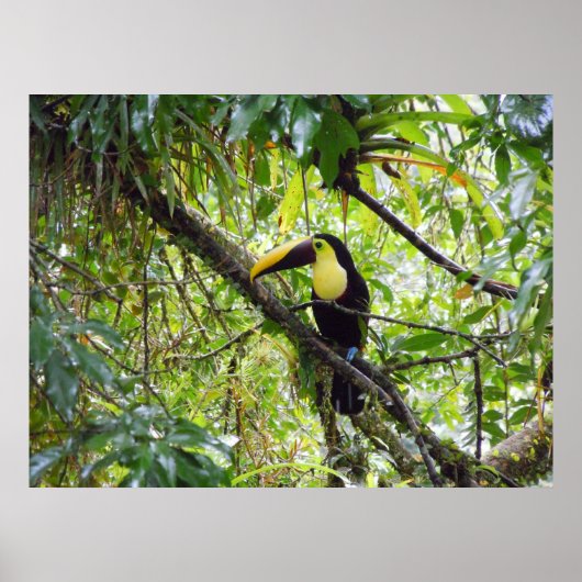 Toucan Poster (Voorkant)
