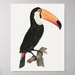 Toucan-Poster Poster